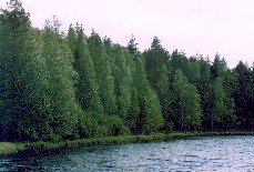 Лес на берегу озера