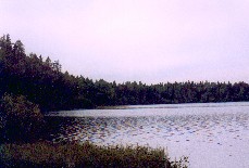 Лес на берегу озера