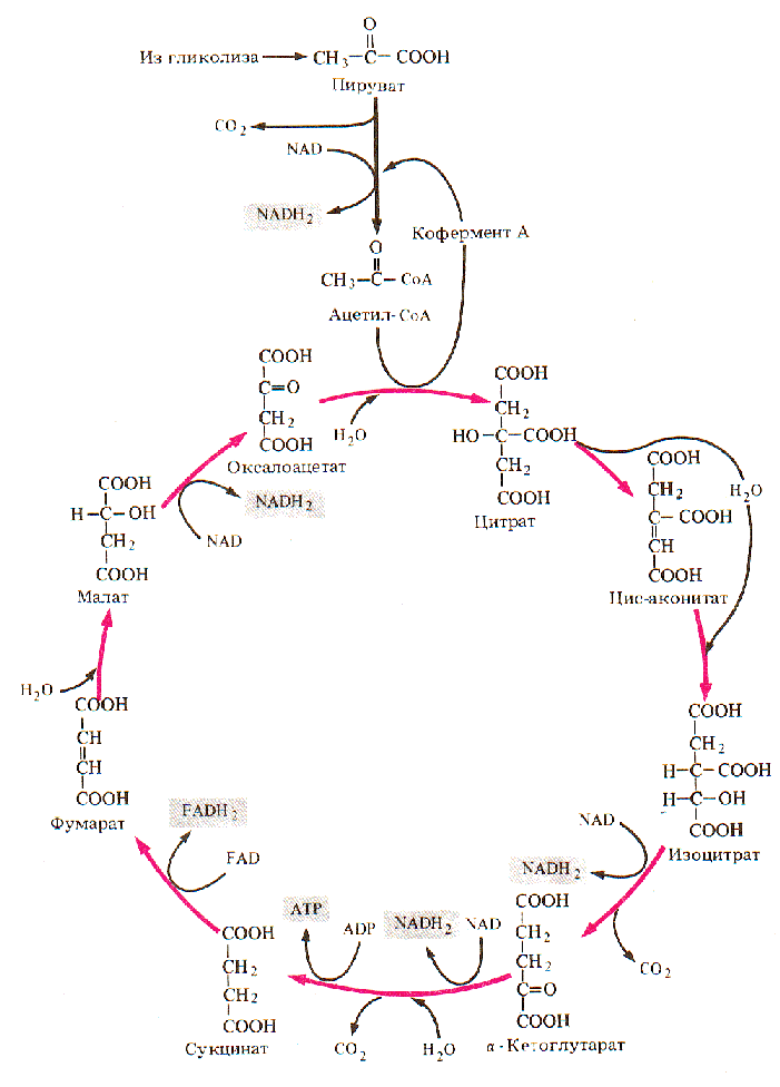 Синтез атф цикл кребса. Цикл Кребса 10 класс профильный уровень. Фумарат в цикле Кребса. Малеат цикл Кребса. Цикл Кребса НАДФ.